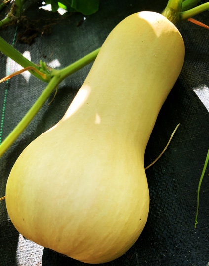 バターナッツカボチャ