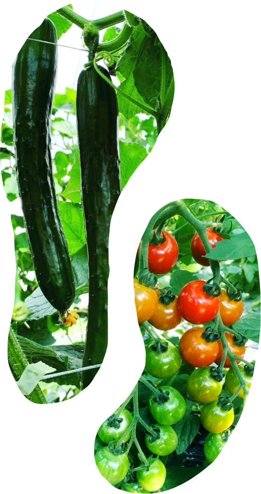 きゅうりとトマト